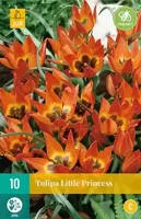 Tulp Little Princess 10 bollen - thumbnail