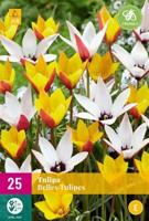 Tulp Belles tulipes mix 25 bollen - thumbnail