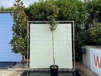 Quercus Ilex - Steeneik - hoogte 300 cm - thumbnail