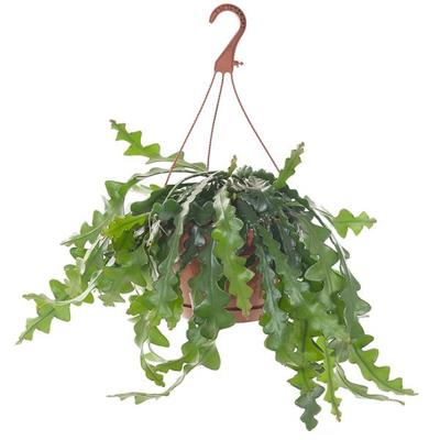 Zaagcactus (Epiphyllum Anguliger) - P 21 cm Zaagcactus (Epiphyllum Anguliger) - P 21 cm