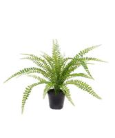 Asplenium Varen kunstplant 45cm - thumbnail