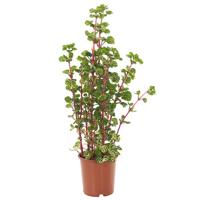 Iresine herbstii (biefstukplant) - P12 - thumbnail