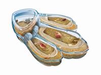 Clementoni - 52565 - Triops - thumbnail