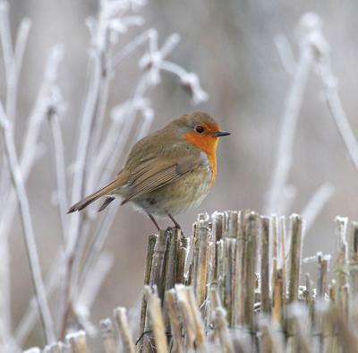 Tuinschilderij roodb winter 70x50 Customize-it - Customize it