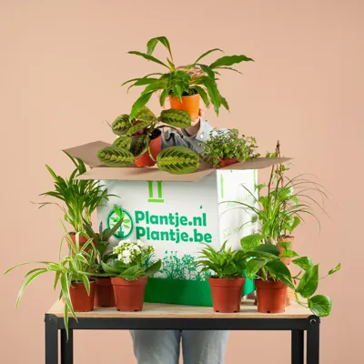 Groene Kneusjesbox (12 stuks)