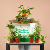 Groene Kneusjesbox (12 stuks) - thumbnail