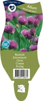Bieslook kruid Allium schoenoprasum Griffioen - Griffioen - thumbnail