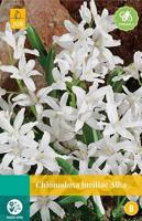 Chionodoxa luciliae alba 20 bollen - thumbnail