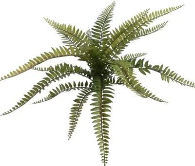 Pure Royal kunstplant boston fern 25cm green