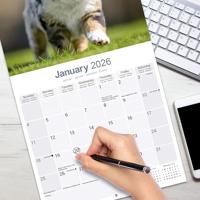 Australian Shepherd Kalender 2026 - thumbnail