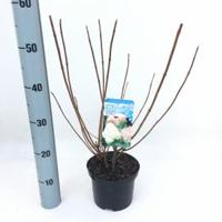 Hydrangea Paniculata "Phantom" pluimhortensia - 35-40 cm - 1 stuks - thumbnail