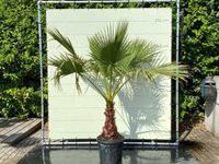 Palmboom - Washingtonia Robusta - thumbnail