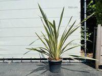 Phormium Tenax Variegata - thumbnail