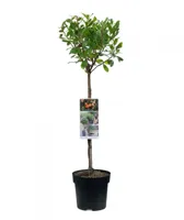 Aardbeiboom - thumbnail