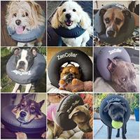 Zenpet ProCollar S - thumbnail