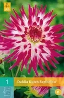 Dahlia Dutch explosion - thumbnail