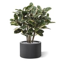 Elastica Robusta kunstplant 100cm - thumbnail