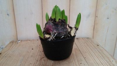 2 stuks! Bolletjes Hyacint roze Voorjaarsbollen Warentuin Natuurlijk - Warentuin natuurlijk