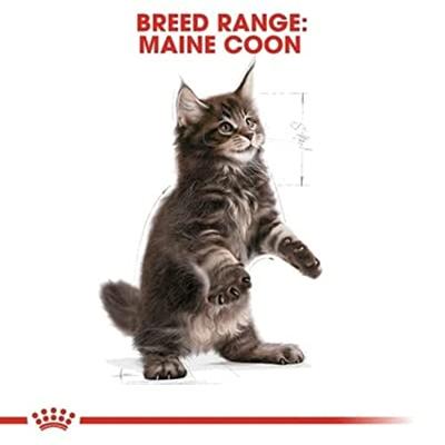 Royal Canin Kitten Maine Coon kattenvoer 2 kg