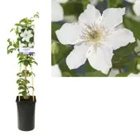 Klimplant Clematis Destiny - Witte Bosrank - thumbnail