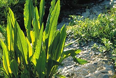 Oase Professionele Wateranalyse-set Oase Professionele Wateranalyse-set