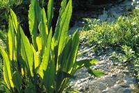 Oase Professionele Wateranalyse-set - thumbnail