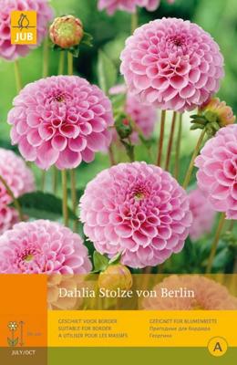 Dahlia Stolze von Berlin