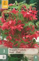 Begonia pendula roze - thumbnail