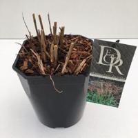 Prachtriet (Miscanthus sinensis "Ferner Osten") siergras - In 5 liter pot - 1 stuks - thumbnail