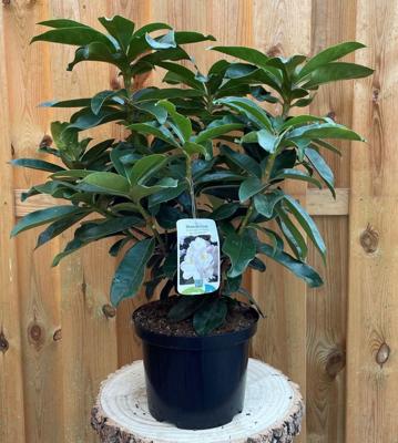 Rhododendron Gomer Waterer groenblijvende heester rododendron met witte bloemen ca. 60-70cm incl. pot Warentuin Natuurlijk - Warentuin natuurlijk