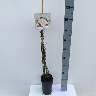 Klimroos Rosa New Dawn 90 - 110 cm Arie Bouman - Arie bouman Klimroos Rosa New Dawn 90 - 110 cm Arie Bouman - Arie bouman