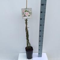 Klimroos Rosa New Dawn 90 - 110 cm Arie Bouman - Arie bouman - thumbnail