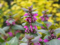 Dovenetel - thumbnail