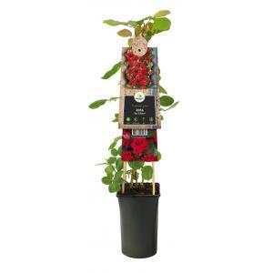 Klimroos Rood Rosa Red Climber 75 cm klimplant