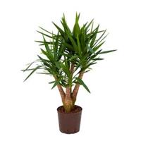 Yucca vertakt M hydrocultuur plant - thumbnail