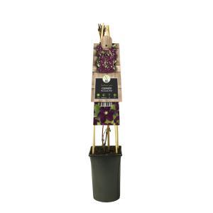 Klimplant Clematis Warszawska Nike - Rode Bosrank
