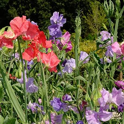 Lathyrus Odoratus zaden Reukerwt mix BIO