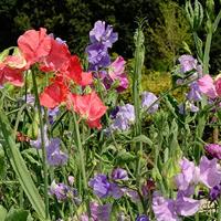 Lathyrus Odoratus zaden Reukerwt mix BIO - thumbnail