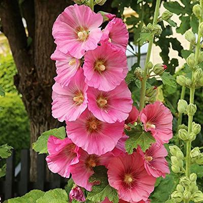 Alcea Ficifolia stokroos zaden Antwerp Stars - thumbnail