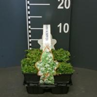 Mazus (mazus reptans "Alba") bodembedekker - thumbnail