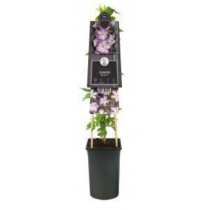 Grootbloemige Clematis Pernille PBR 75 cm klimplant Grootbloemige Clematis Pernille PBR 75 cm klimplant