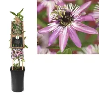 Klimplant Passiflora Victoria - Lila Passiebloem - thumbnail