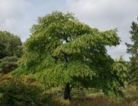 Katsuraboom - thumbnail