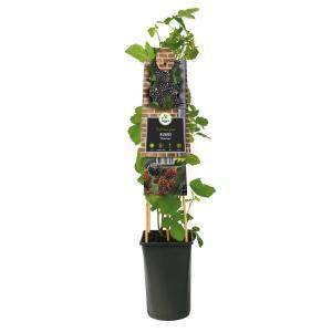Klimplant Rubus Himalaya - Zwarte Bramen