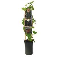Klimplant Rubus Himalaya - Zwarte Bramen - thumbnail