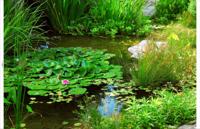 Tuindoek wilde vijver 210x140cm Customize-it - Customize it - thumbnail