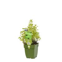 Ananasmunt Mentha rotundiflora Griffioen - Griffioen - thumbnail
