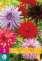 JUB x3 Dahlia favourite love - thumbnail