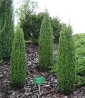 Jeneverbes - thumbnail