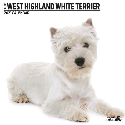 West Highland White Terrier Kalender 2021 Modern
